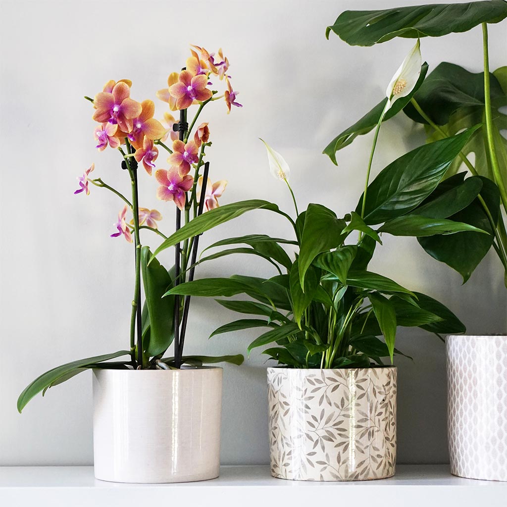 Lazzaro Plant Pot - Linen Effect & Orchid
