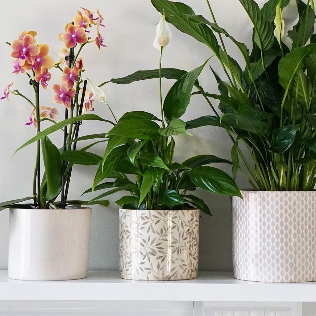 Lazzaro Plant Pot - Sage Foliage & Collection