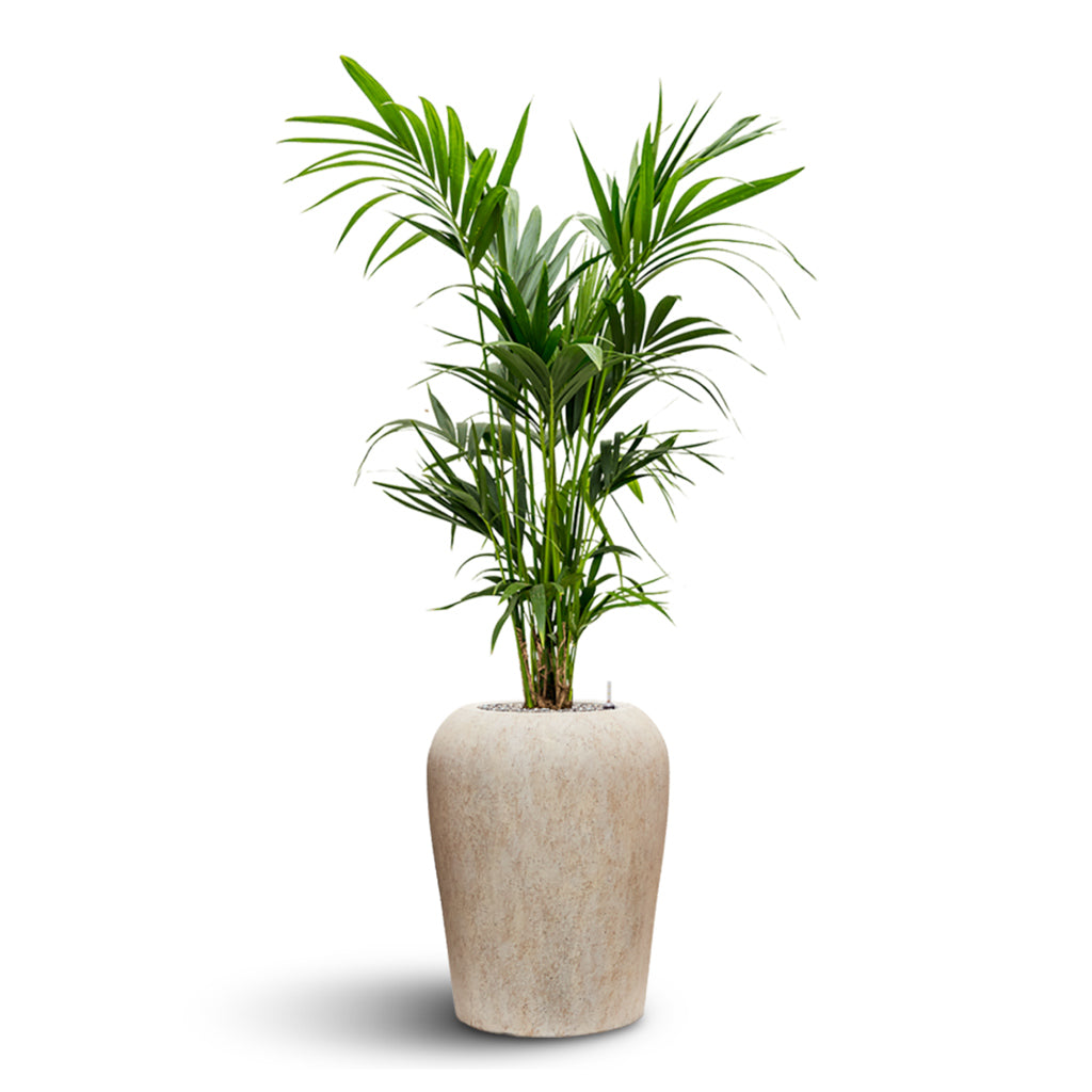 Lena Mineral Planter - Travertine & Kentia Palm