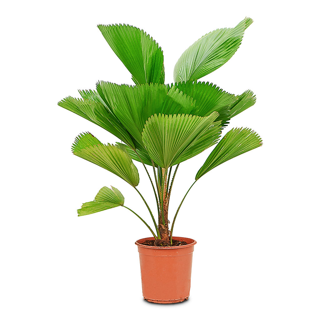 ruffled fan palm plant for sale Licuala grandis - Ruffled Fan Palm - Indoor Palms | Hortology