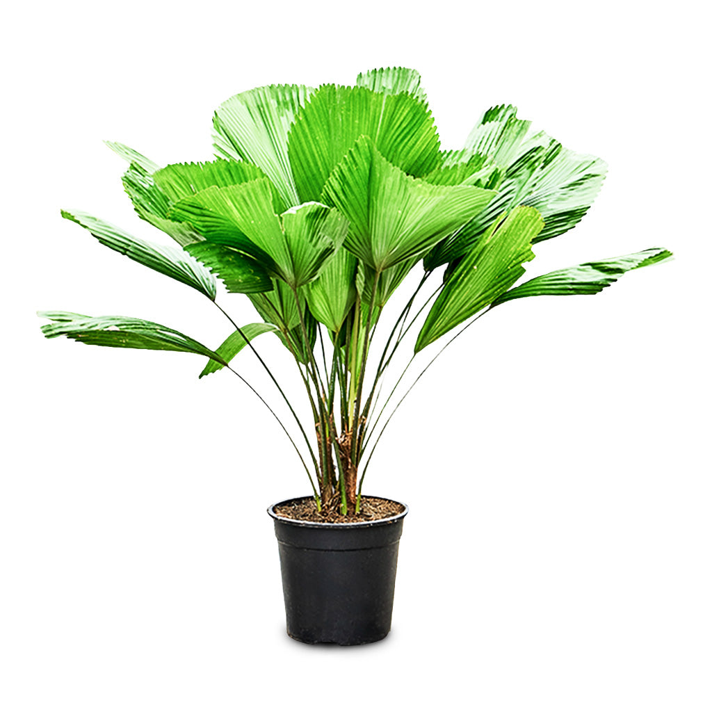 ruffled fan palm cats Licuala grandis - Ruffled Fan Palm - Indoor Palms | Hortology