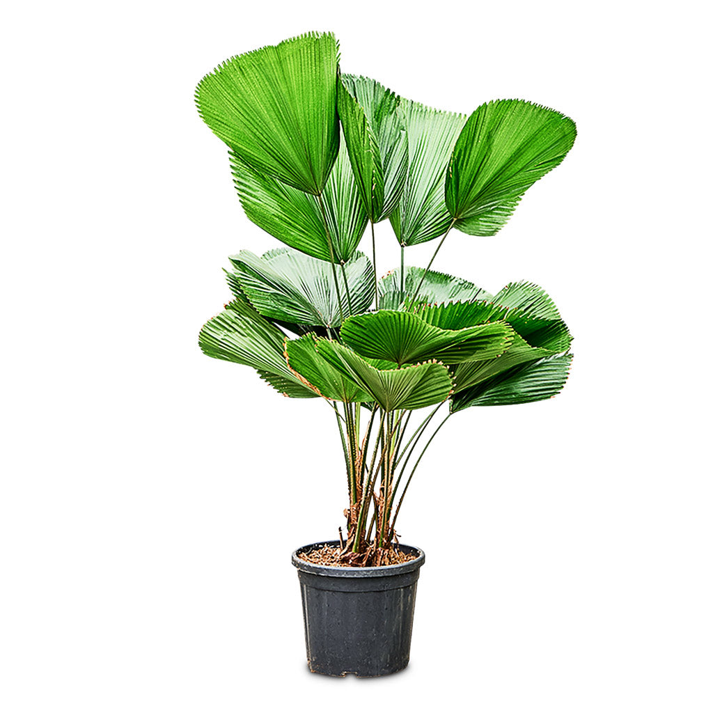 Licuala grandis Ruffled Fan Palm 30x120cm