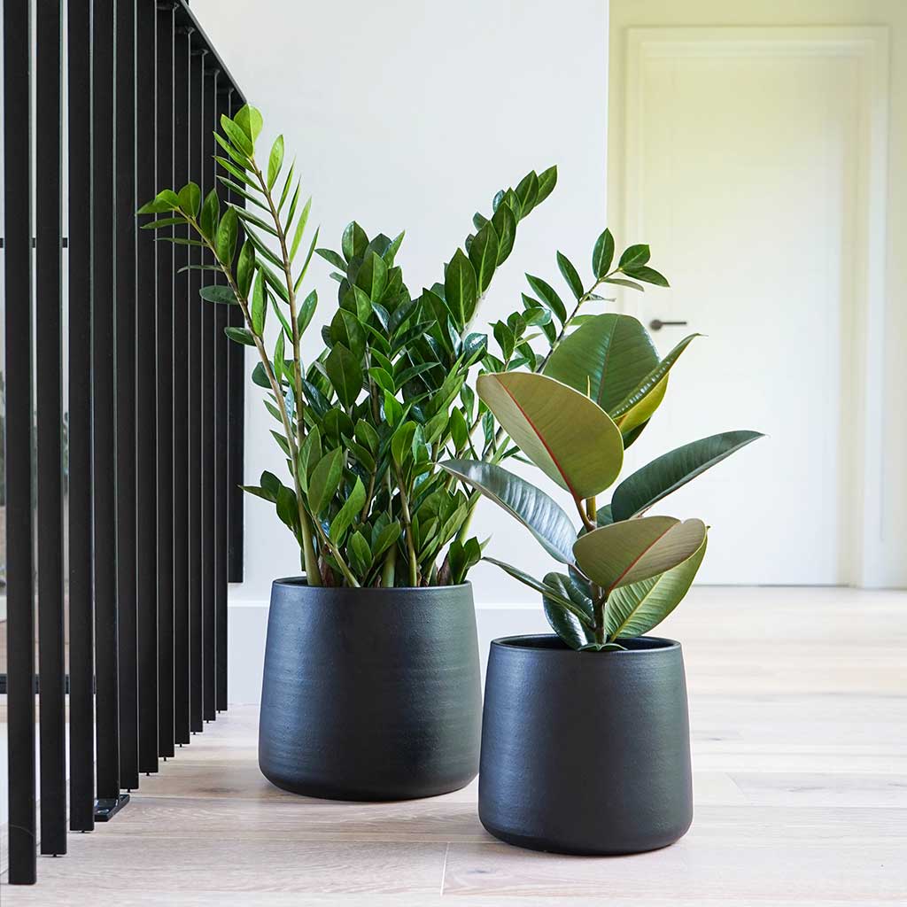 Akemi Plant Pots - Carbon Black with ZZ Plant & Rubber Plant