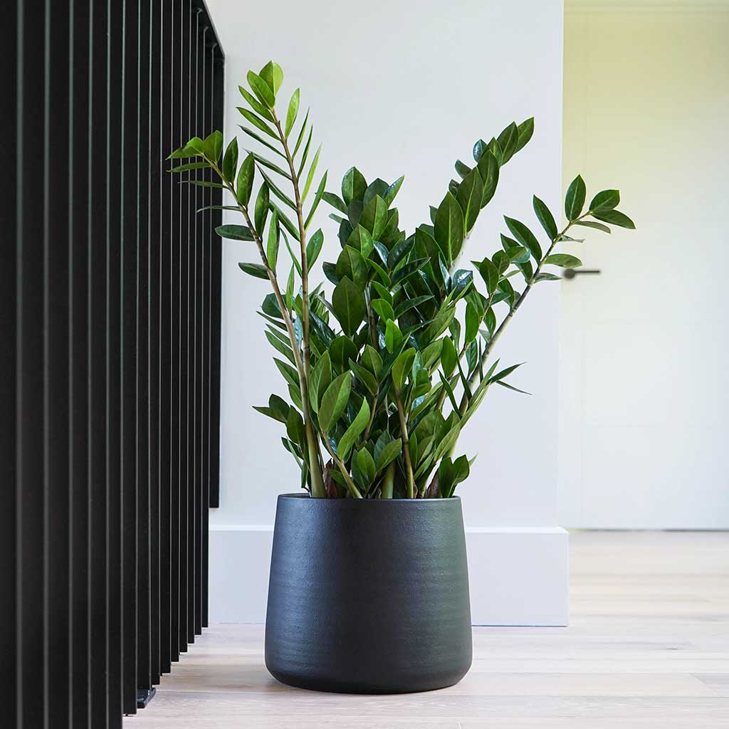 Akemi Plant Pot - Carbon Black & ZZ Plant