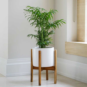 Anzio Plant Pot with Wooden Stand - Stone White By Window