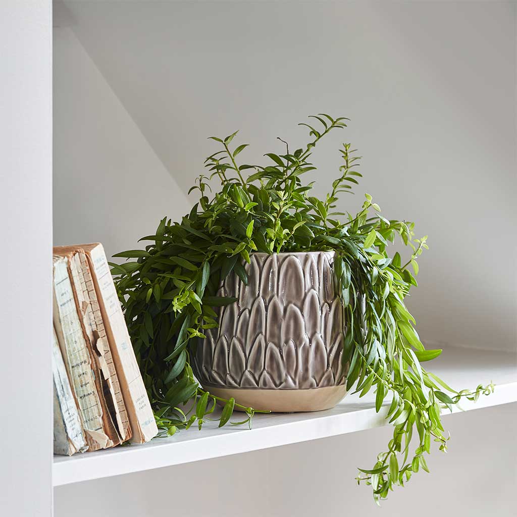 Arles Leaf Plant Pot - Mocha & Trailing Houseplant