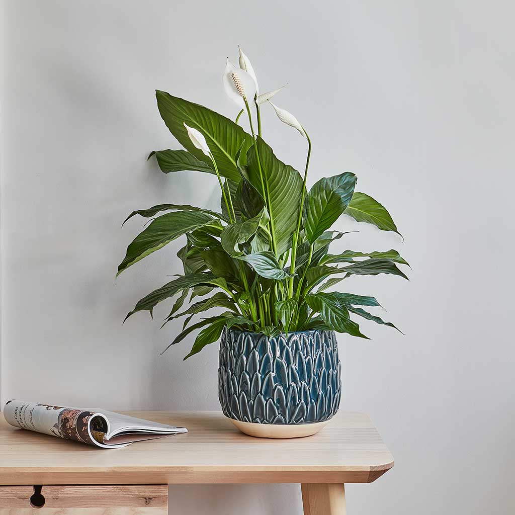 Arles Leaf Plant Pot - Teal & Spathiphyllum - Peace Lily