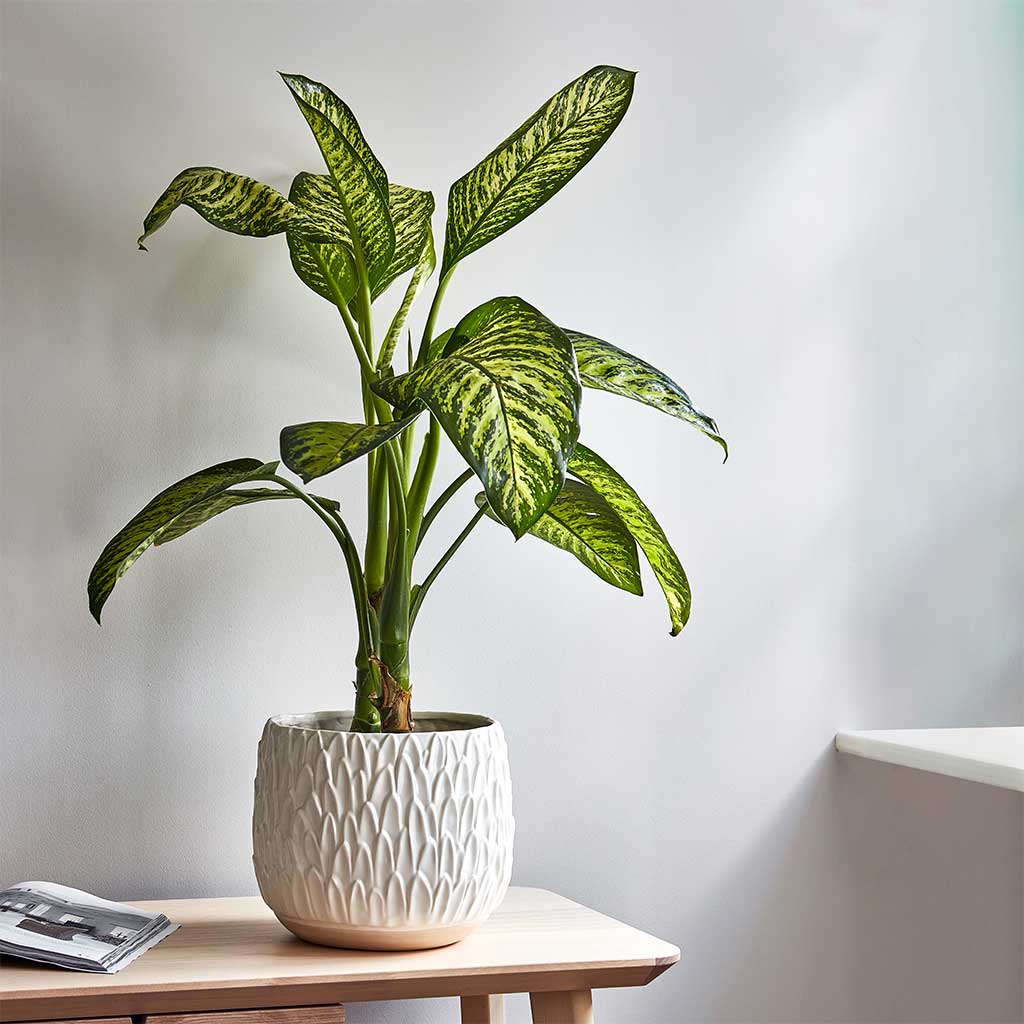 Arles Leaf Plant Pot - White & Dieffenbachia - Dumb Cane