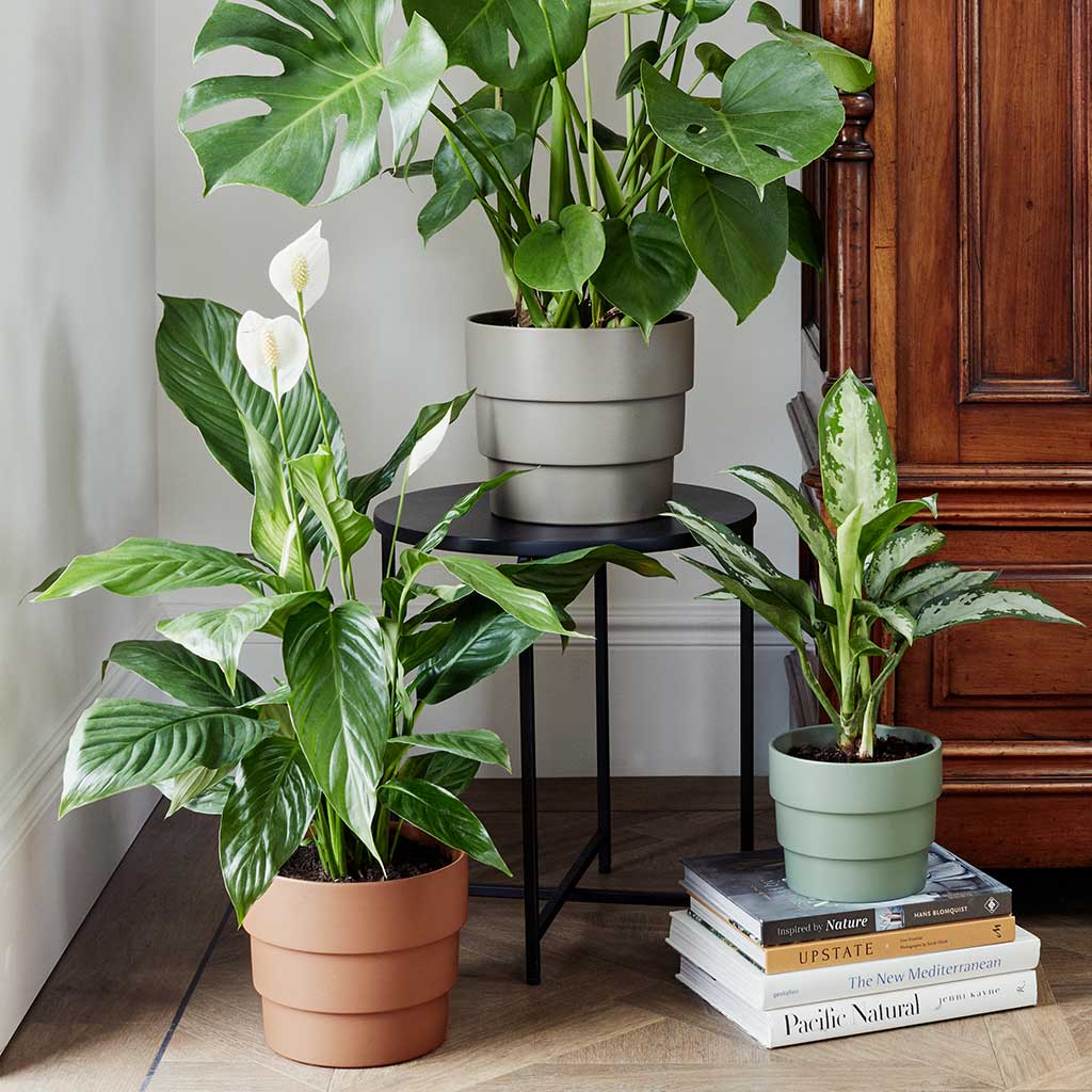 Boston Tiered Plant Pot - Terracotta & Peace Lily