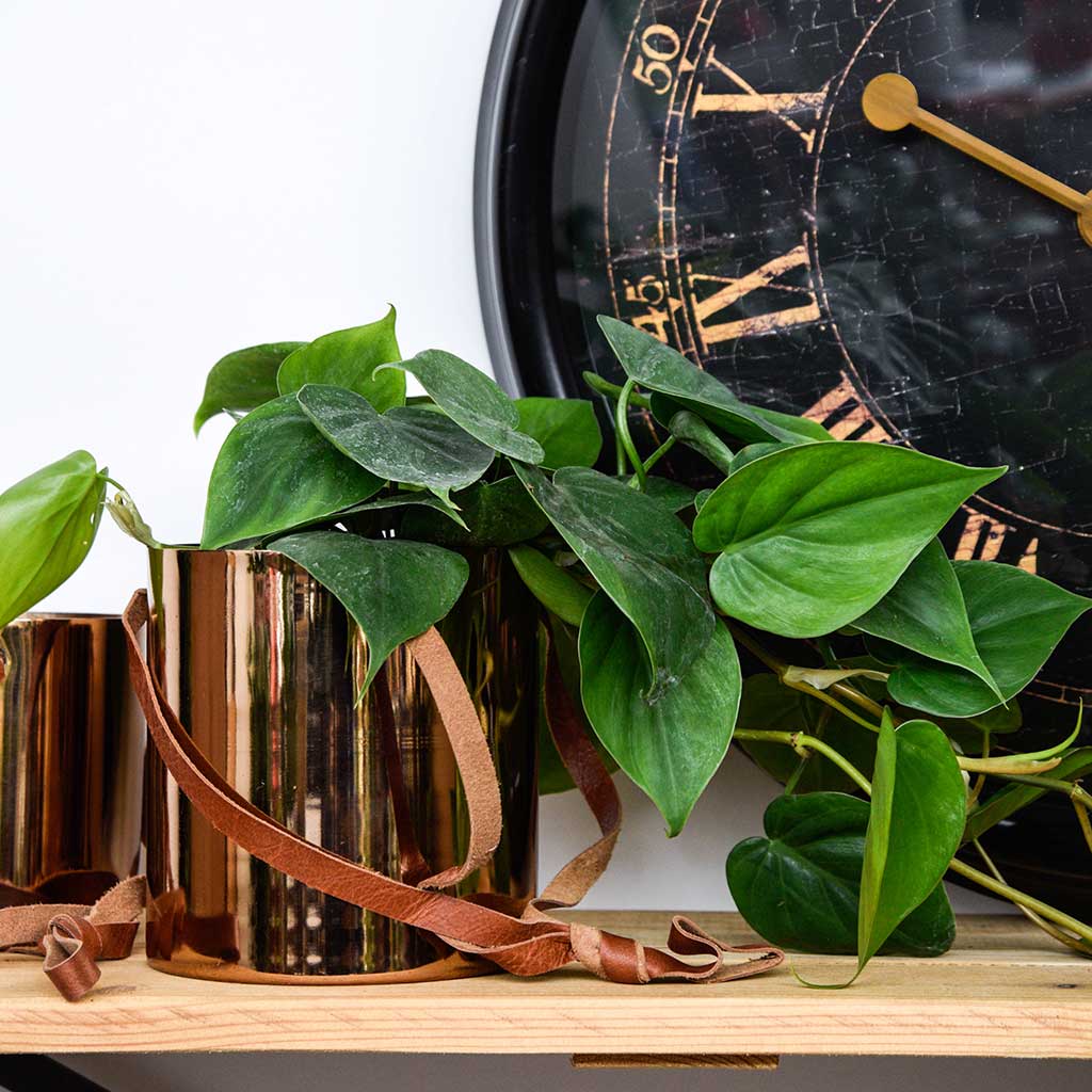 Floro Hanging Plant Pot - Copper & Scandens