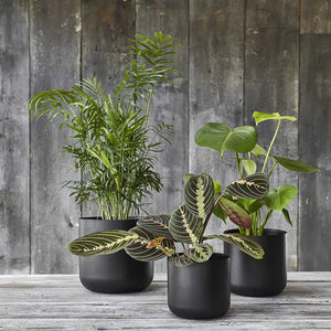 Lisbon Plant Pot - Anthracite & Houseplants