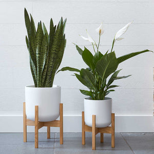 Lisbon Plant Pot - White, Peace Lily & Sanserveria