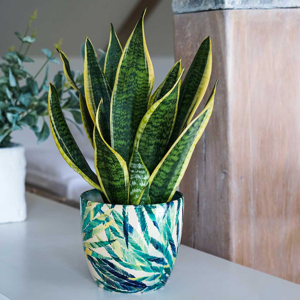Monza Plant Pot - Botanical Fern & Sanseveria