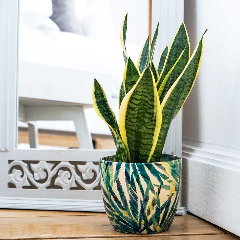 monza plant pot Monza Plant Pot - Botanical Fern - Quality Plant Pots | Hortology