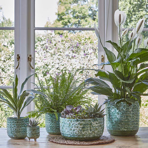 Ocean Glaze Plant Pot - Emerald Infront of Window