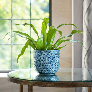Ocean Glaze Plant Pot - Sapphire & Asplenium Houseplant