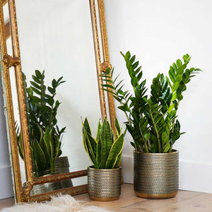 Solis Embossed Plant Pot - Gold, Houseplants & Mirror