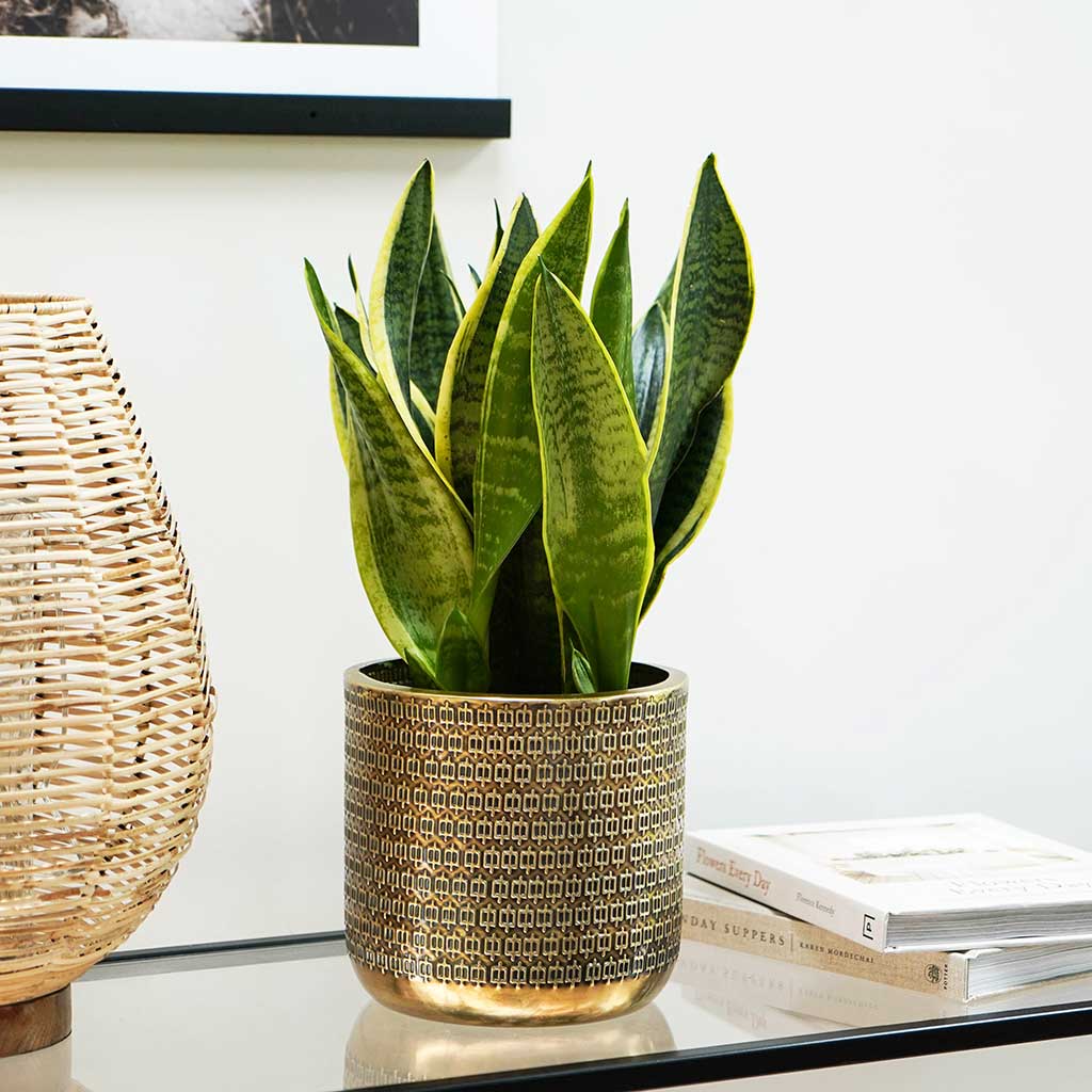 gold potted plant Solis Embossed Plant Pot - Gold - Quality Plant Pots | Hortology