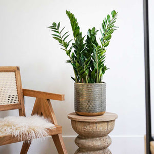 Solis Embossed Plant Pot - Gold & ZZ Houseplant