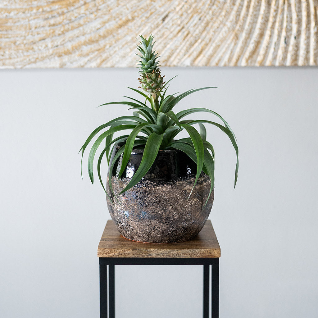 Lindy Plant Pot - Black & Pineapple Plant