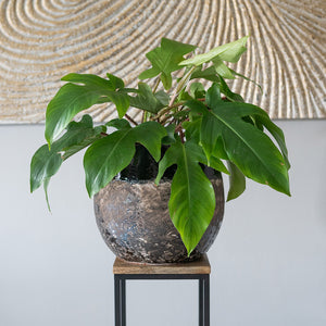 Lindy Plant Pot - Black & Philodendron Houseplant