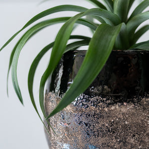 Lindy Plant Pot - Black & Houseplant