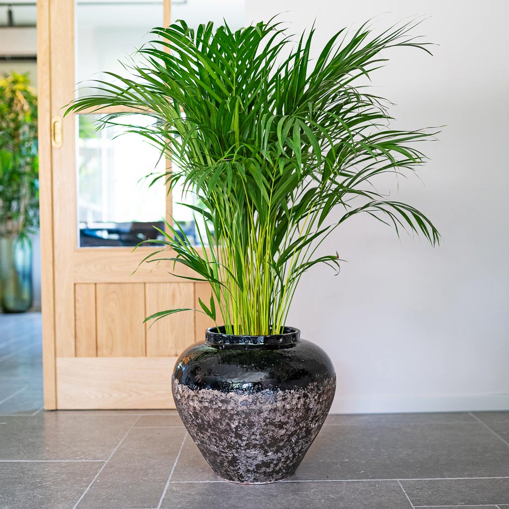 Areca Palm In Lindy Jar Black 