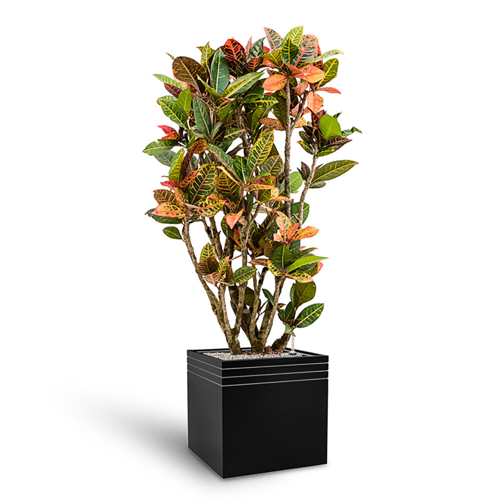 Line-Up Cube Planter - Matt Black & Croton