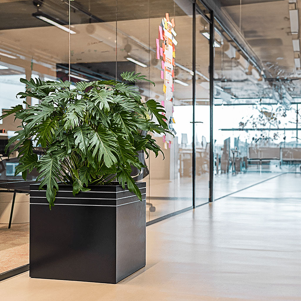 Line-Up Cube Planter - Matt Black & Tree Philodendron