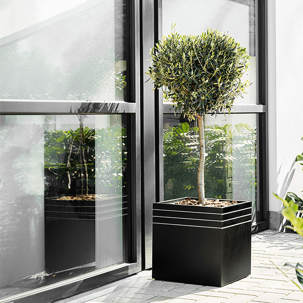 Line-Up Cube Planter - Matt Black & Olive Tree