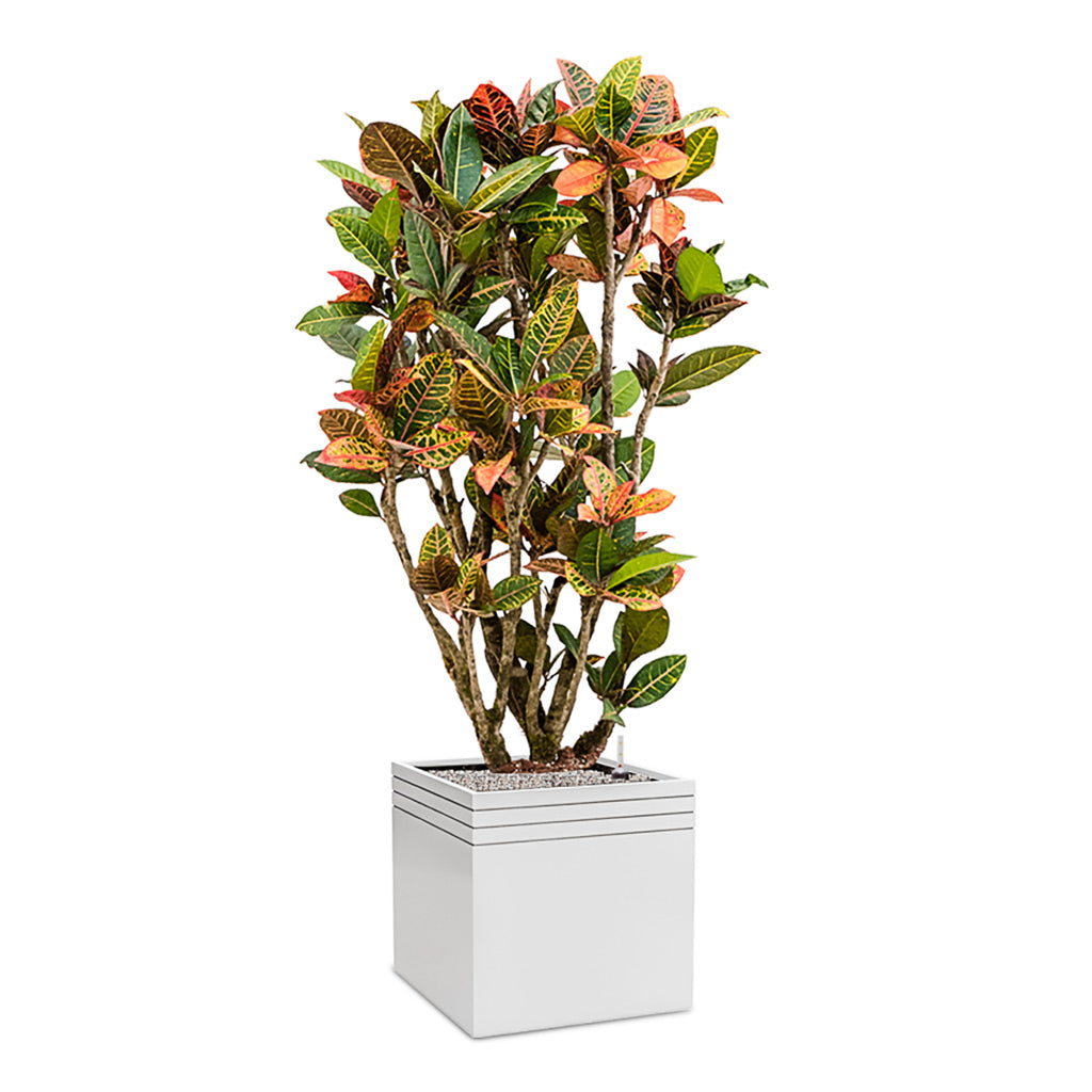 Line-Up Cube Planter - Matt White & Croton