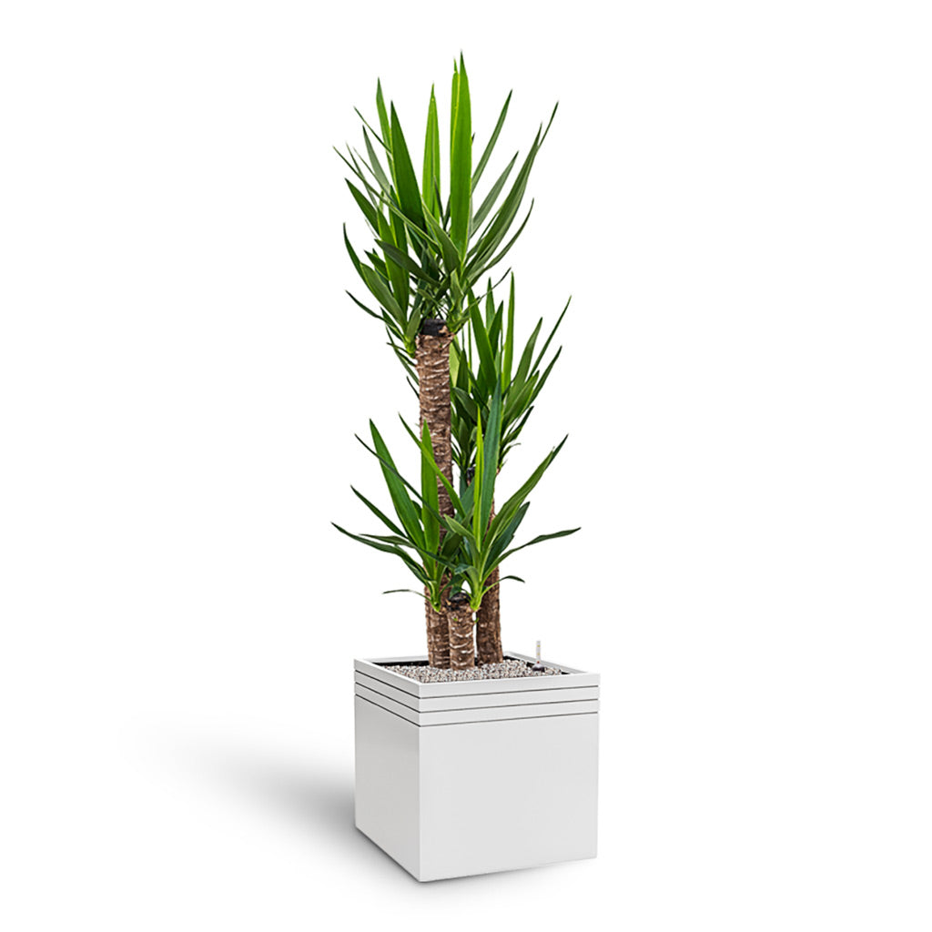 Line-Up Cube Planter - Matt White & Yucca