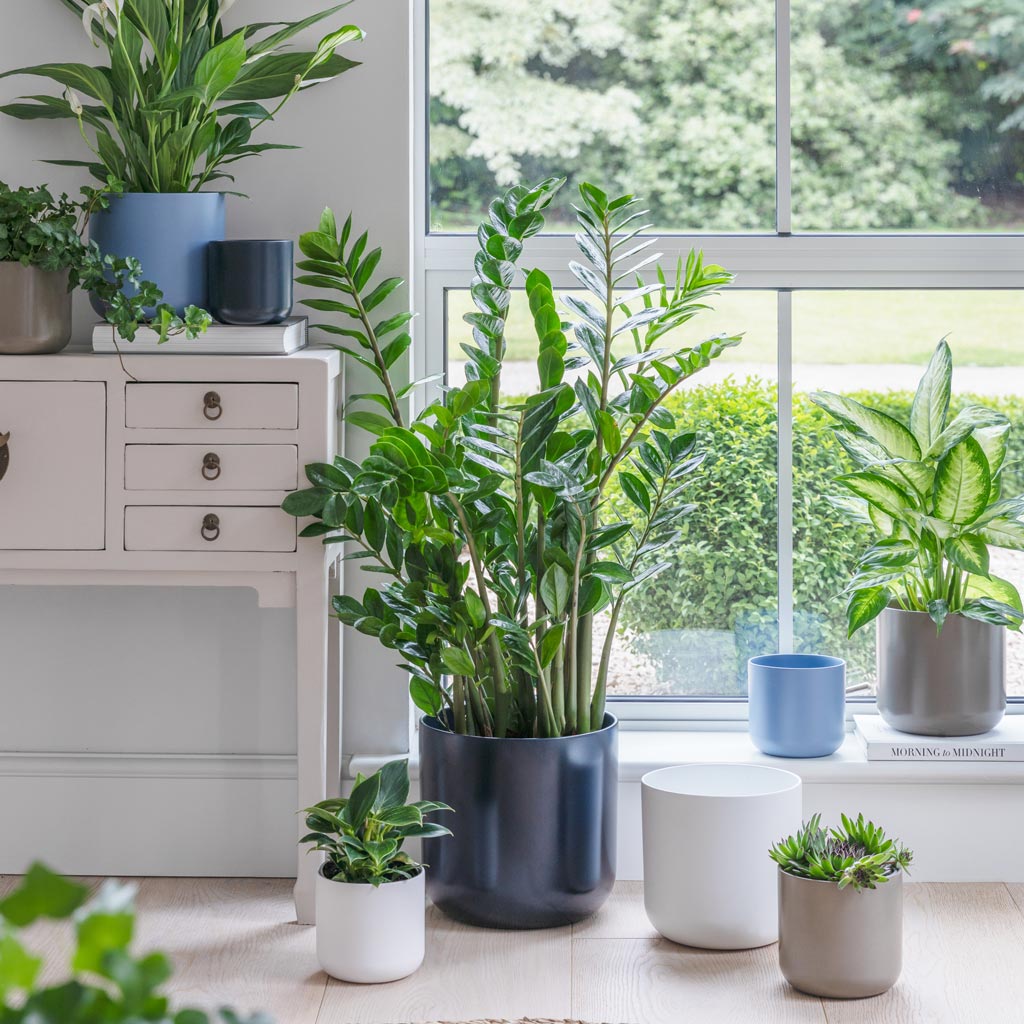 Lisbon pots with bellini house plant zz house plant 