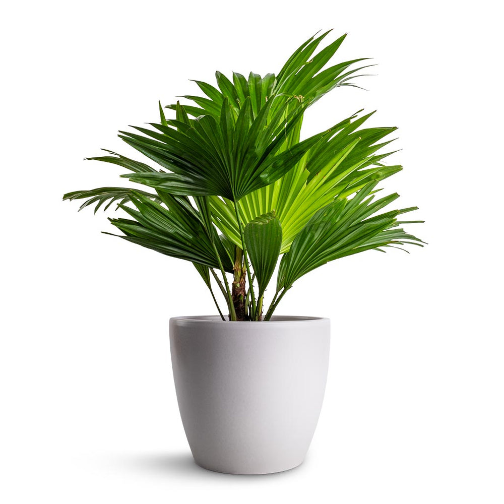 Livistona rotundifolia - Footstool Palm - Indoor Palms | Hortology ...