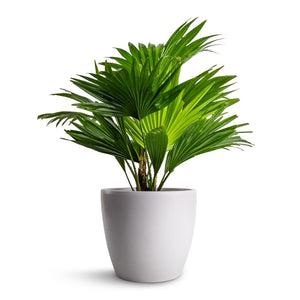 Livistona rotundifolia - Footstool Palm & Sven Plant Pot - White