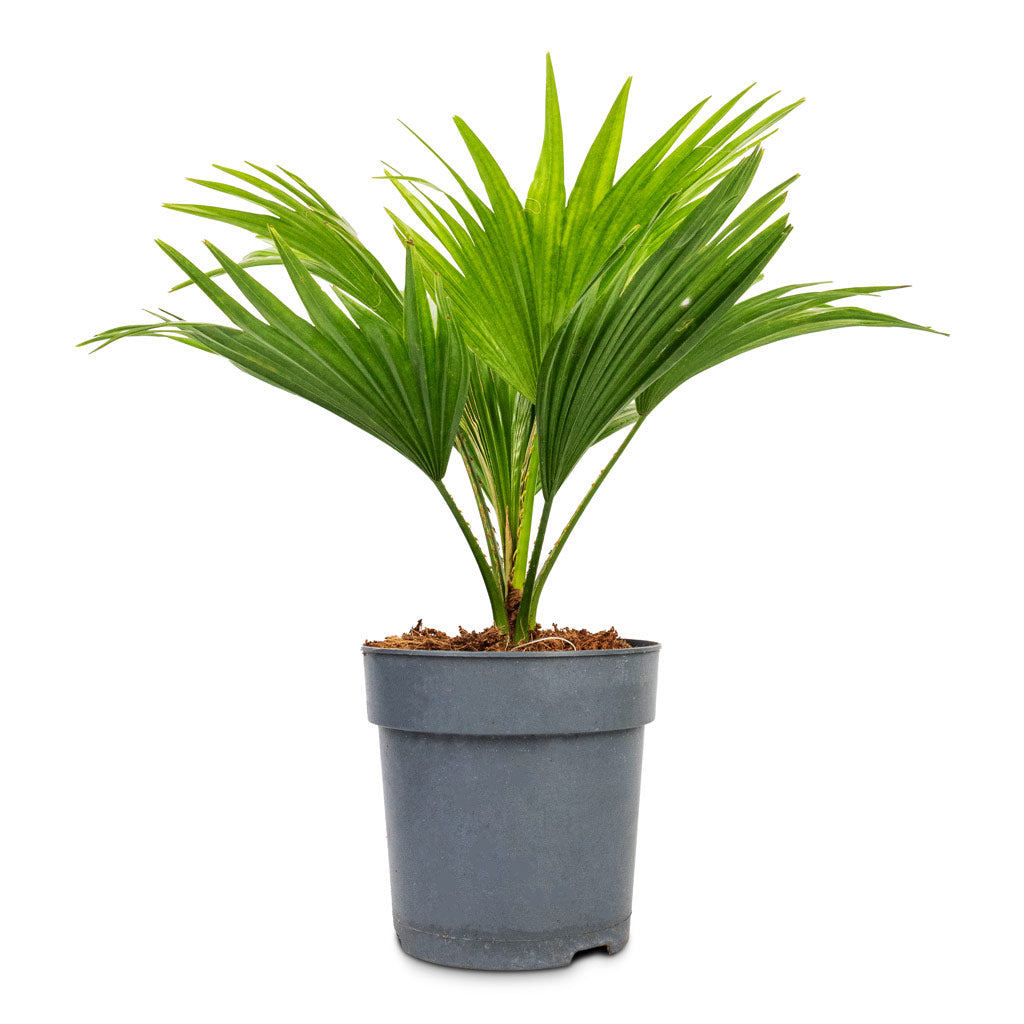 Livistona rotundifolia Footstool Palm - 12x30cm