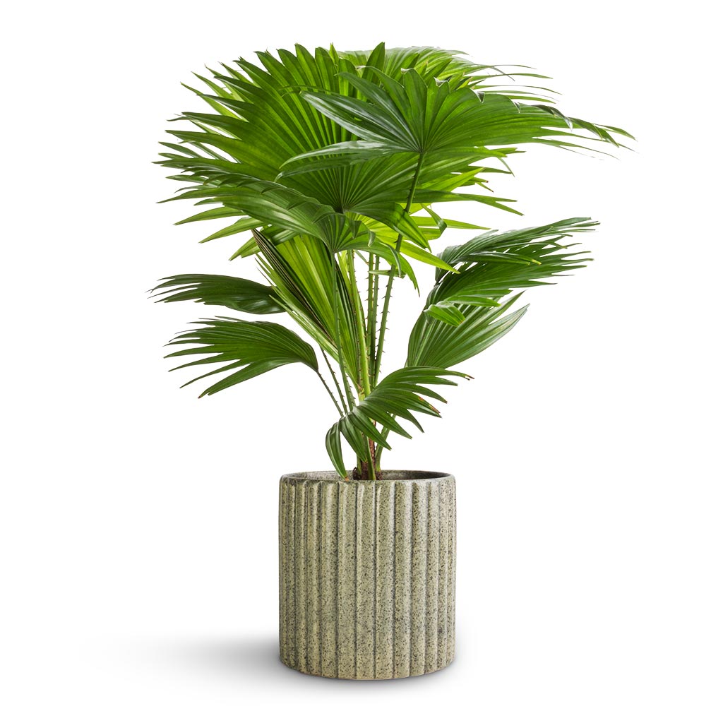 Livistona rotundifolia - Footstool Palm & Azalea Ribbed Plant Pot - Speckled Green Stone