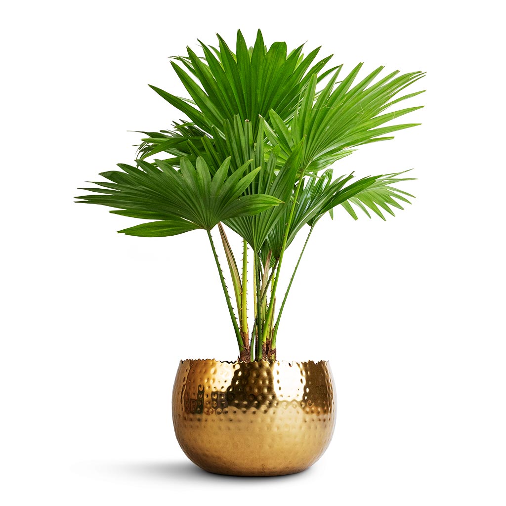 Livistona rotundifolia - Footstool Palm &amp; Hammered Bowl - Gold with Black
