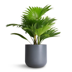 Livistona rotundifolia - Footstool Palm & Lisbon Plant Pot - Charcoal
