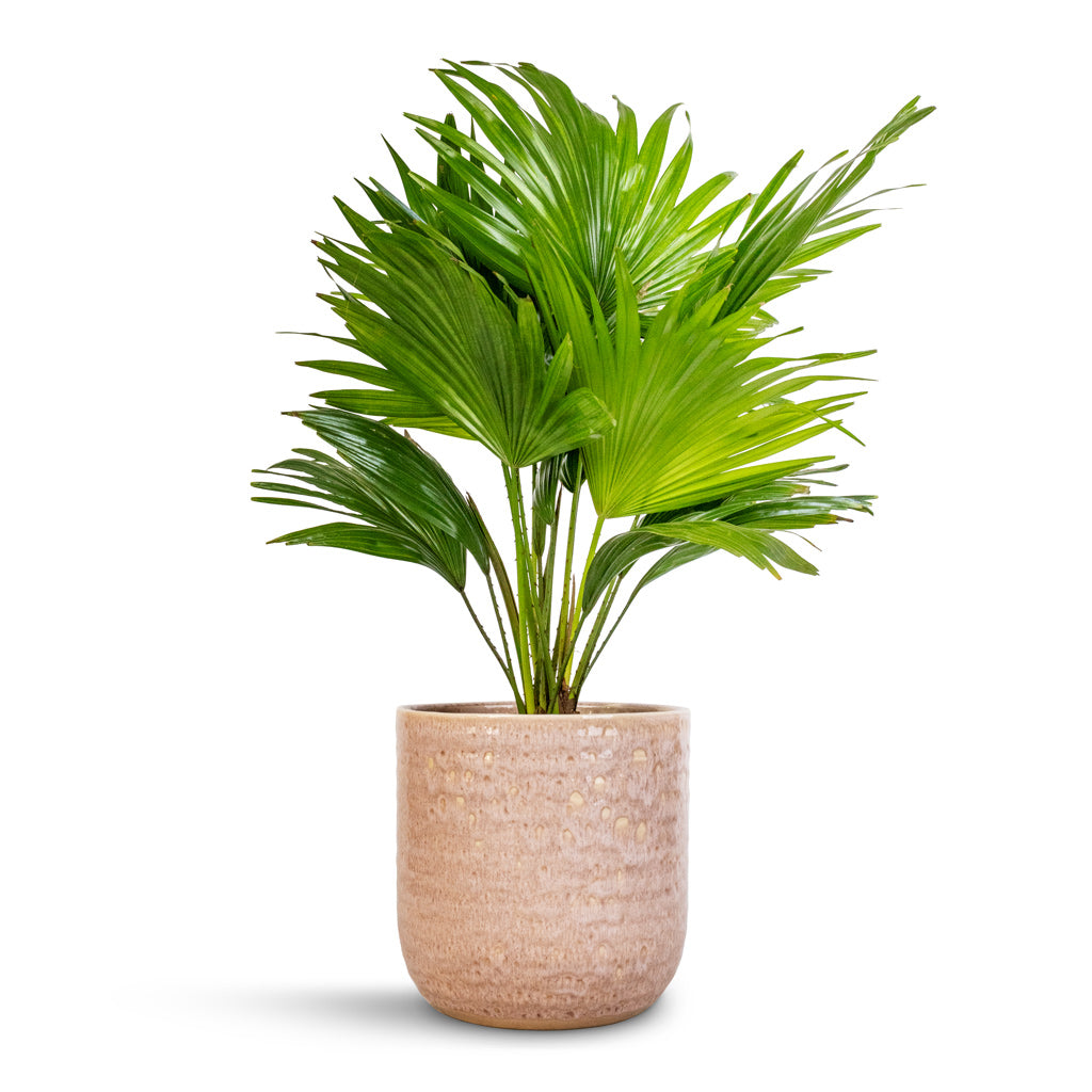 Livistona rotundifolia - Footstool Palm & Ocean Glaze Plant Pot - Morganite