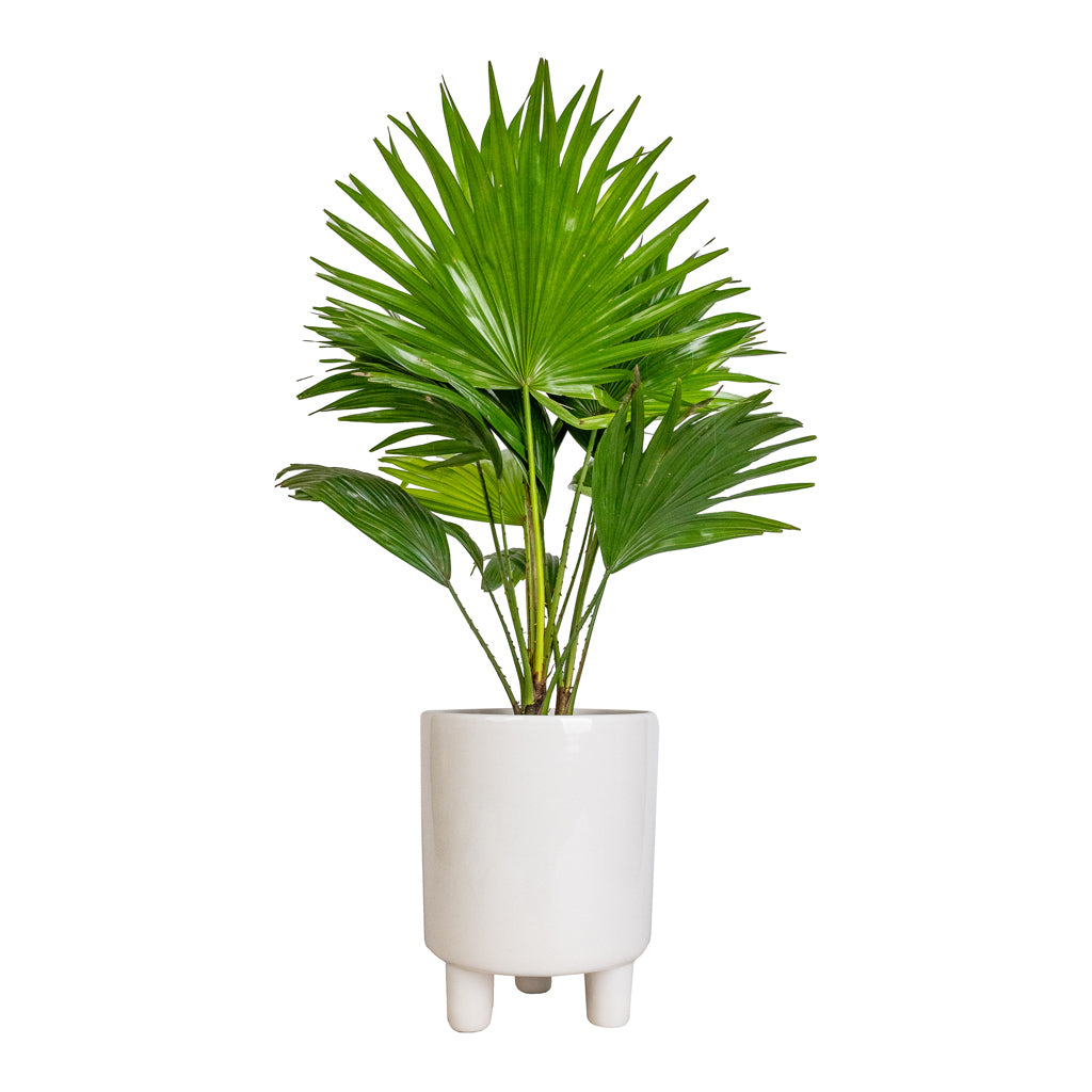 Livistona rotundifolia - Footstool Palm & Pisa Plant Pot - White