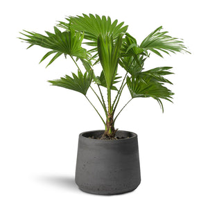 Livistona rotundifolia - Footstool Palm & Patt Plant Pot