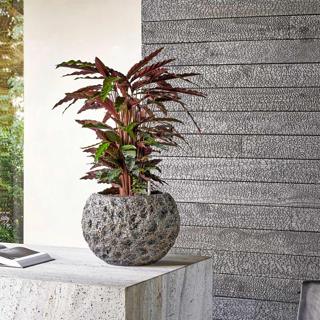 Luxe Lite Moon Globe Planter - Bronze & HydroCare Houseplant