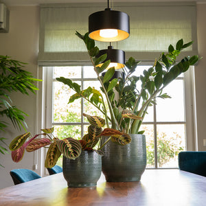 Lykke Plant Pot - Sage & Houseplants On Kitchen Table