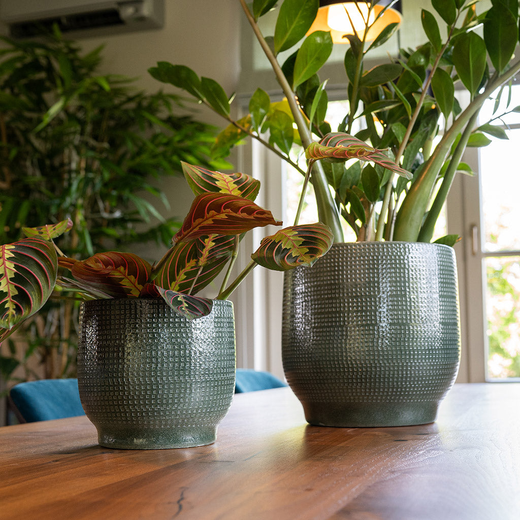 Lykke Plant Pot - Sage & Maranta & ZZ Plants