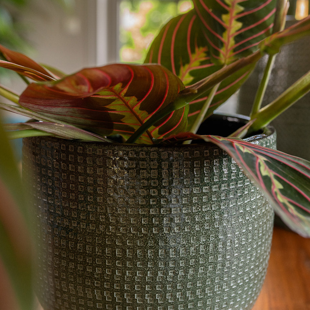 Lykke Plant Pot - Sage & Maranta Close Up