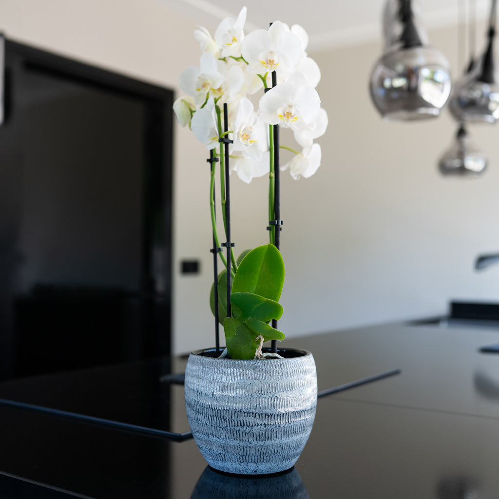 Manuel Shiny grey in kitchen with an orchid