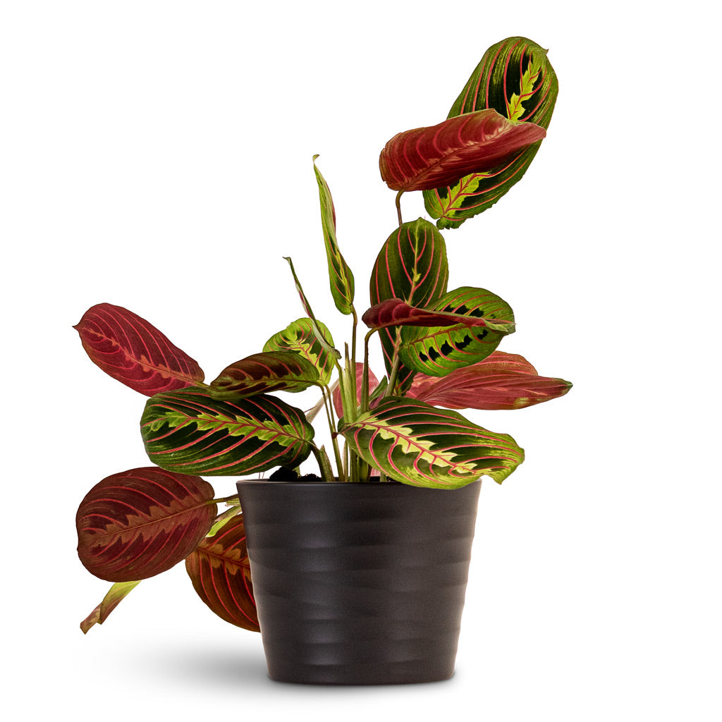 Maranta erythroneura - Herringbone Plant 12 x 35cm in Oslo Plant Pot - Anthracite - 13 x 10.5cm