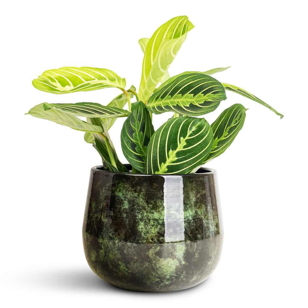 Maranta erythroneura Lemon Lime - 12x35cm in Emmie Metal Pot Mystic Green - 15x13cm