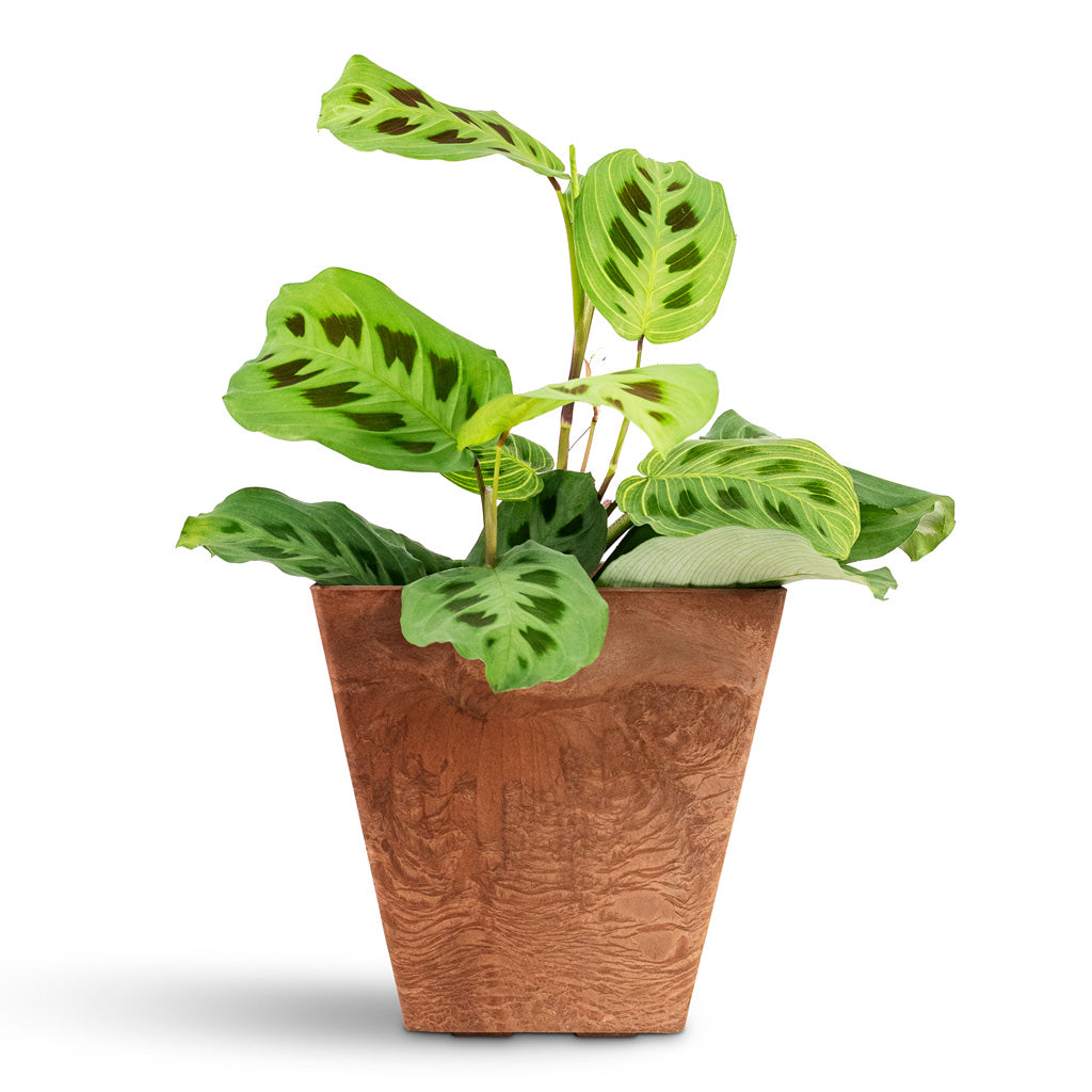 Maranta kerchoveana Rabbit's Foot House Plant In Ella Artstone Pot Oak 